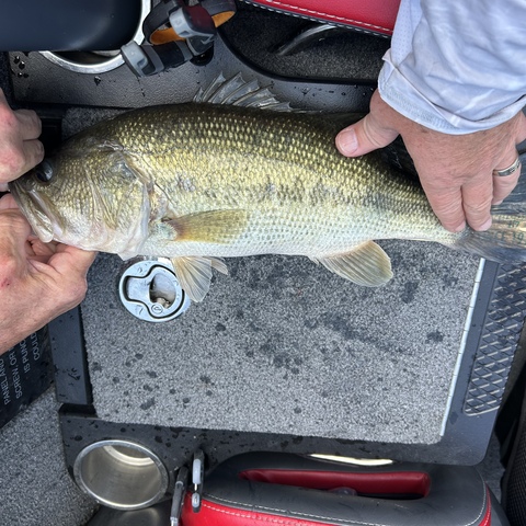 Bass #2 from the boat of Vinnie Gay and Reggie