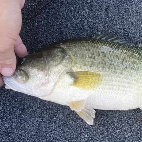 Bass from Kerry Kruep